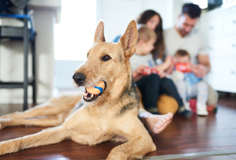3 Ways Your Pets are Ruining Your Indoor Air Quality in Burleson, TX